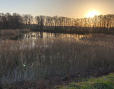Smuk udsigt over sø med siv. Nyd smukke omgivelser på vandretur.