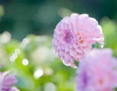 Pompon-dahlia "Stolze von Berlin"