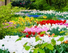 Bed med løg træer og stauder