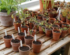 Forspiring til køkkenhaven