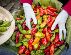 Der er kæmpe variation af chilisorter