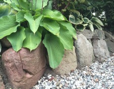 Flade sten holder på varmen