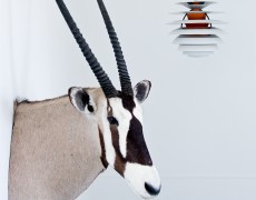 Gazellehoved på væggen