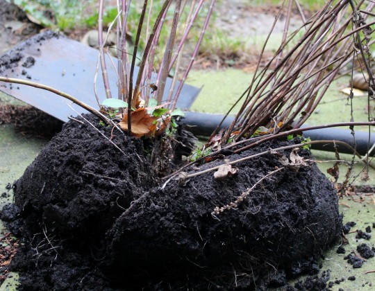 planter i efteråret