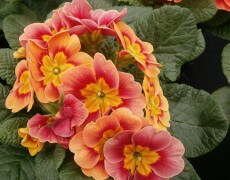 Primula