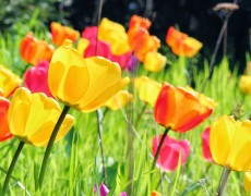 Blandede Darwin-hybrider tulipaner