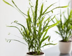 Plante med slanke grønne blade