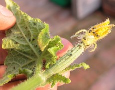 bladlus på agurkeplante