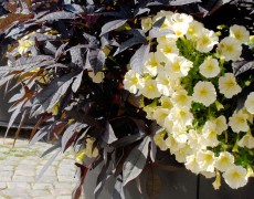 ipomea "Midnight Lace"