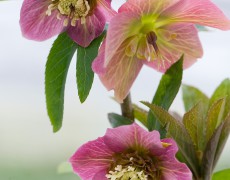 Helleborus orientalis