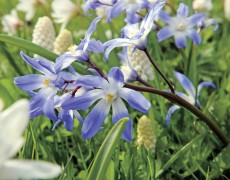 Snepryd i græsplænen