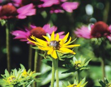 Solhat Rudbeckia 'Little GoldStar'