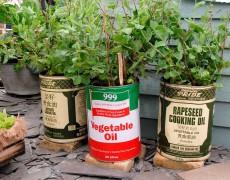 Dunke fra olivenolie som plantekrukke